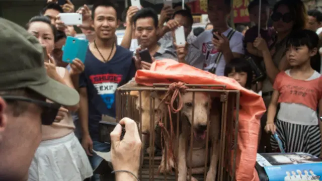 Собаки на продаж