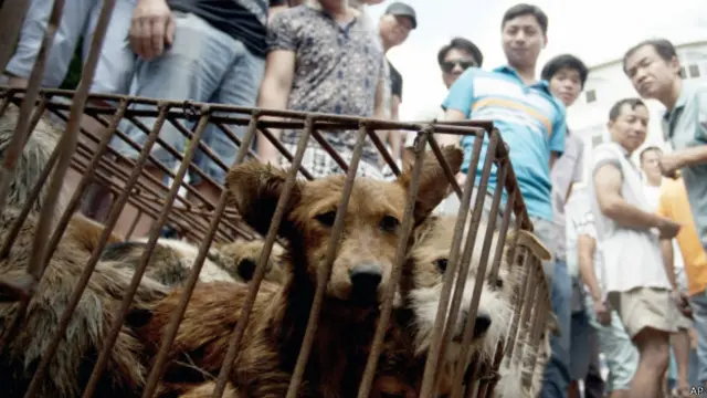 Продаж собак