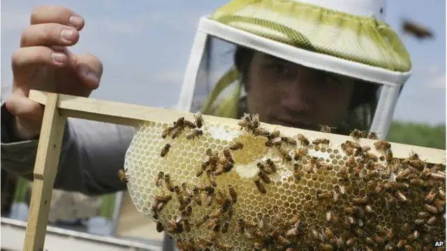 Bal arıları tərəfindən güllərin tozlanması artıq üç insan ömründən sonra baş verməyə bilər