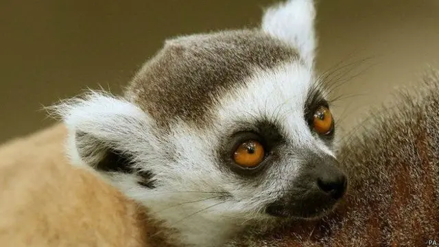 Madaqaskardakı demək olar bütün lemurlar yoxolma həddinə çatıb