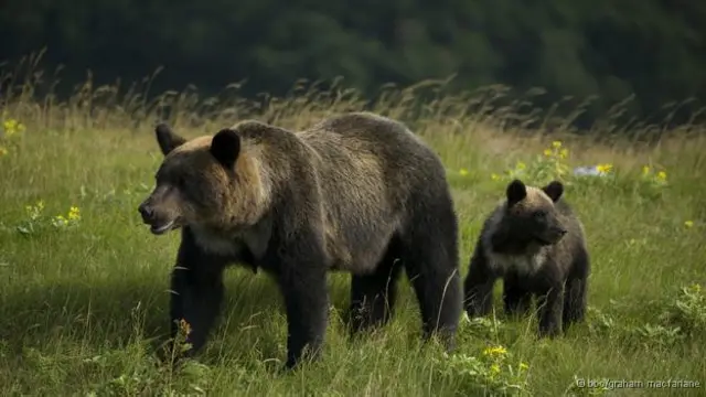 Fêmeas trazem seus filhotes para a convivência com humanos