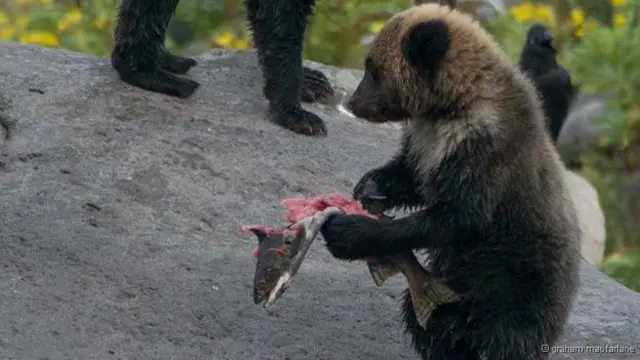 Ursos de Shiretoko dependem da desova do salmão para comer, assim como pescadores