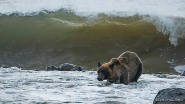 Península japonesa é famosa pela população de cerca de 200 ursos-pardos