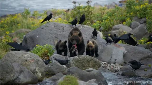 Pescadores perceberam que ursos não os temiam e rondavam sua base