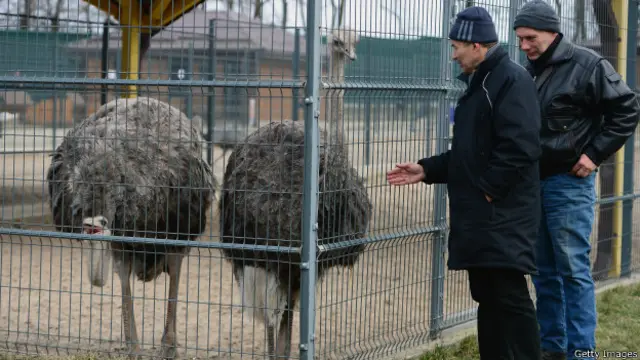На территории бывшей резиденции президента Виктора Януковича "Межигорье" живут страусы
