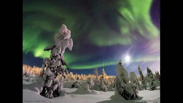 "Заколдованный лес" Любови Трифоновой