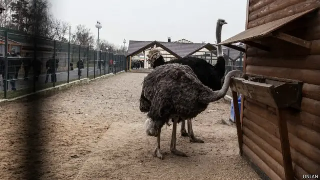 Страусов было немало в загонах в разных частях резиденции в Межигорье