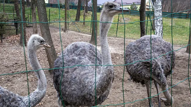 Страусы в Межигорье