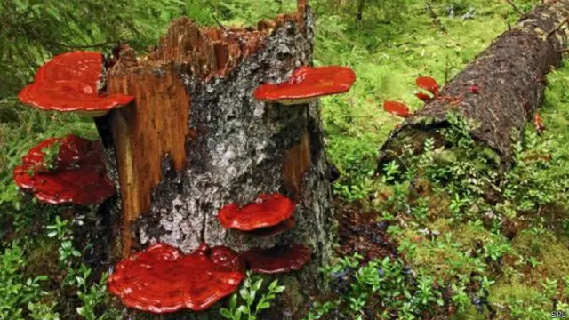 گانوڈرما لوسیڈم نامی کھمبی روایتی طور پر طویل عمر اور اچھی صحت کے لیے استعمال کی جاتی ہے