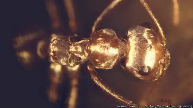 El brillo de la hormiga se debe a la capa que recubre sus pelos.
