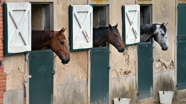 Лошади в стойлах