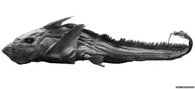 Chimaera bahamaensis o tiburón fantasma de Bahamas