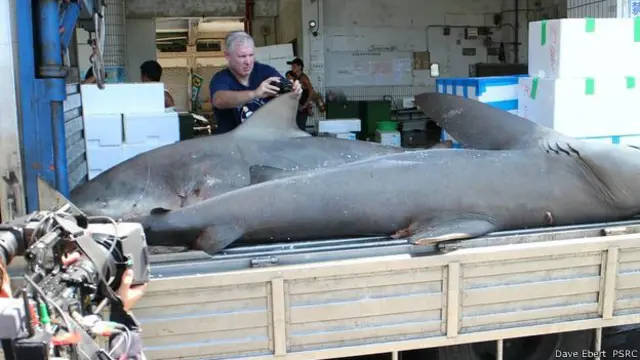Ebert con un tiburón sarda