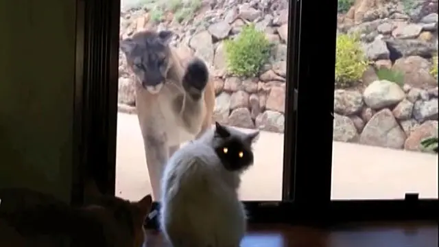 جنگلی حیات کے حکام کے مطابق اس گھر کے قریب ایک نوجوان شیر کو مارا گیا ہے