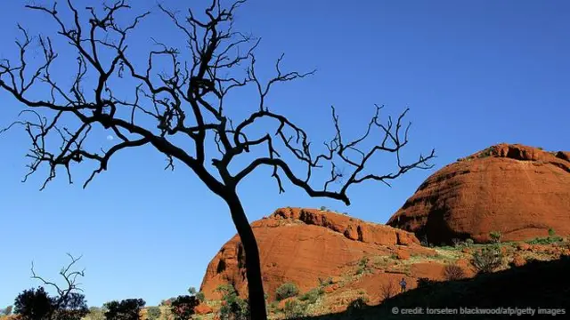 風之穀裏一棵燒焦的桉樹映襯著卡塔丘塔的赭色圓頂(圖片來源：Torseten Blackwood/AFP/Getty Images)