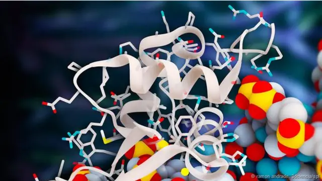 Imagen de la proteína FoxO