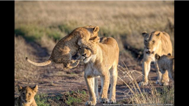 En su viaje a Kenia, Marja Schwartz consiguió esta maravillosa captura gracias a que estaba en el lugar y en el momento adecuado. La imagen capta el momento exacto en el que una cría de león salta sobre la cabeza de su madre en la reserva masai mara Naboisho.
