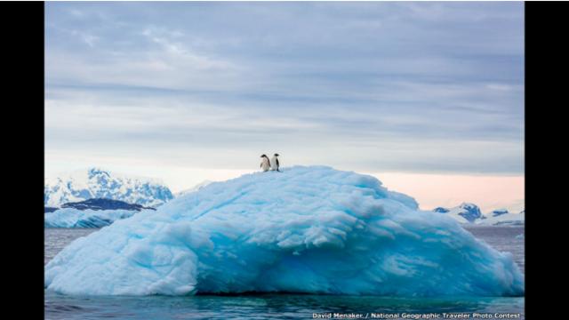 El fotógrafo David Menaker inmortalizó a estos pingüinos Adelie que miraban el paisaje desde lo alto de un iceberg cuando visitaba los canales de la península Antártica. 