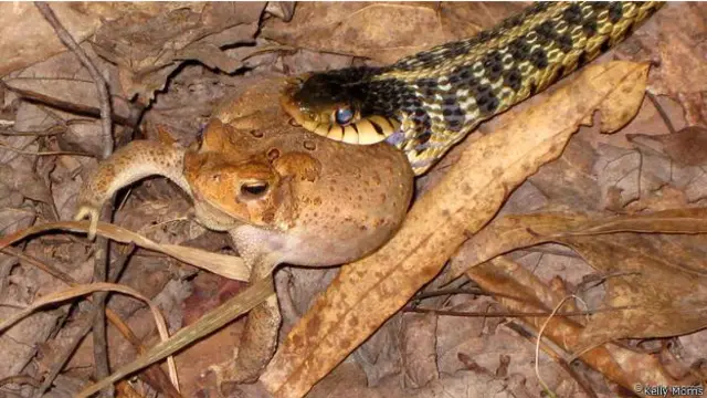 snaketoad