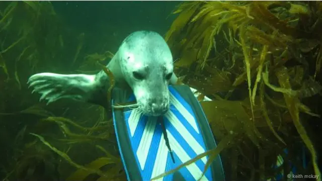 sealbite
