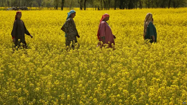 سرسوں کے معرض وجود میں آنا لاکھوں سال کی جنگ کا نتیجہ