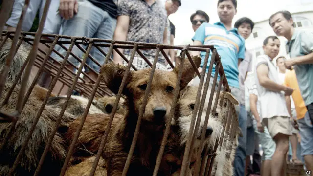 Собачатина