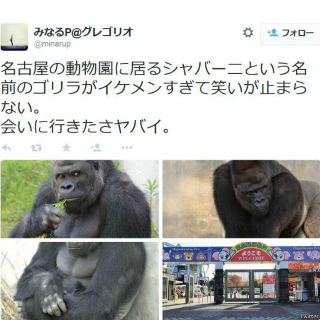 Twitter con el gorila