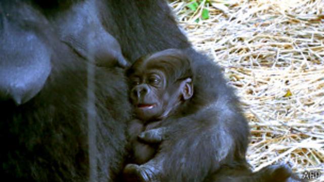 El apuesto gorila es padre de dos crías. 