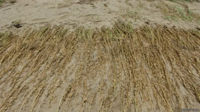 सौराष्ट्र में बाढ़ से खेतों को हुआ नुकसान 