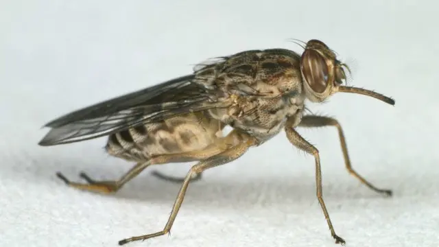 یہ مکھی اپنے لمبے ڈنگ سے جانوروں اور انسانوں کا خون چوستی ہے