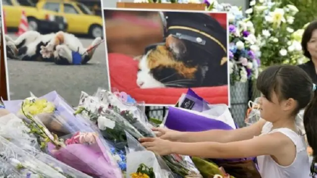 الآلاف شاركوا في جنازة القطة تاما 