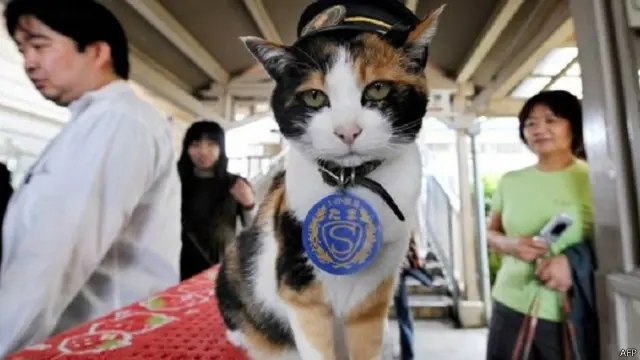 كان القطة تاما تحصل على طعام القطط بدلا من الراتب 