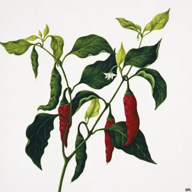 辣椒（chilli）这个词据信来自南美洲的智利，随着红辣椒这种作物被人带到东印度群岛，再进入印度。