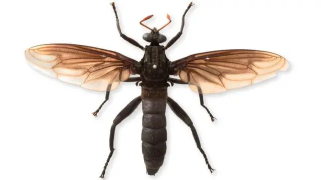 英雄拟食虫虻（Gauromydasheros,），拟食虫虻里最大的种类（图片来源：自然历史博物馆Natural History Museum）