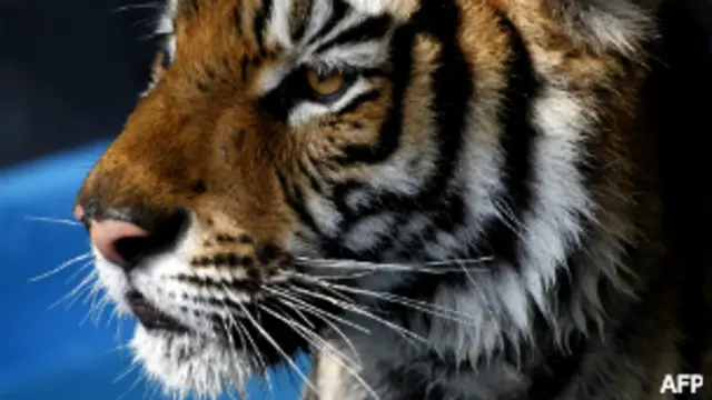 Tigre en un zoológico de México