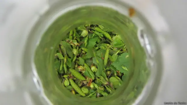 Березові бруньки