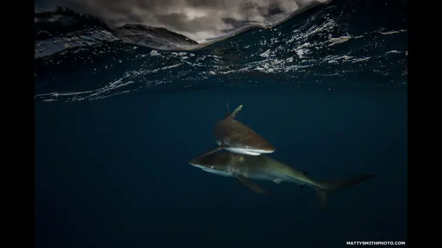 “A Silky Encounter 2” – Jardines de la Reina, Cuba