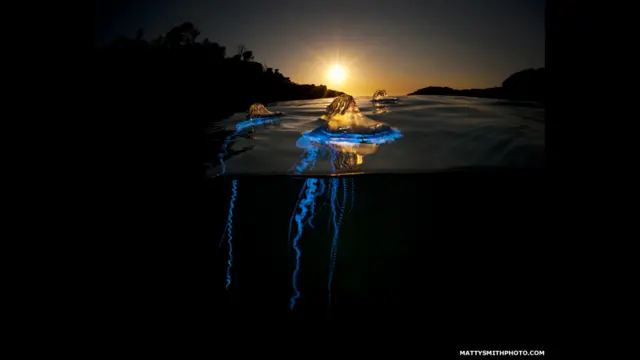 “Bluebottle Army” – Bluebottle cnidarian, Bushrangers Bay, NSW Australia