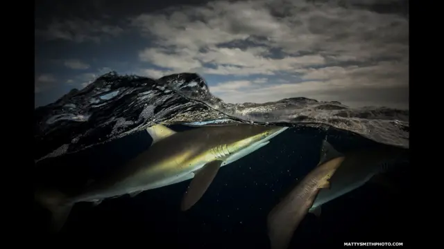 “A Silky Encounter 1” – Jardines de la Reina, Cuba
