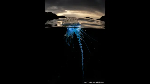 "Physalia Physalis” – Bushrangers Bay, NSW Australia