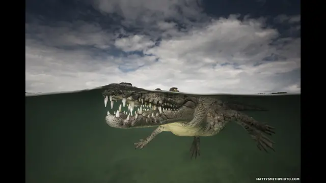 “Smiling Assassin” – American Crocodile, Jardines de la Reina, Cuba.