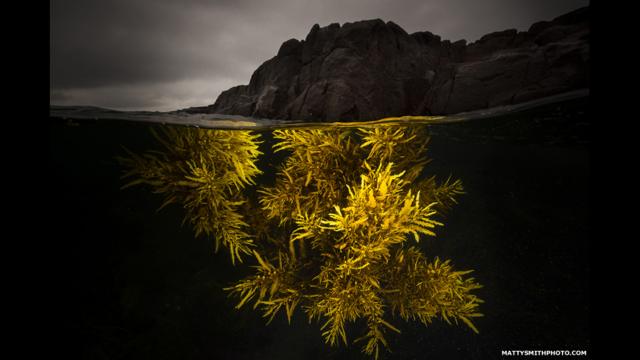 “A Splash of Yellow” – Algas de sargazo, Bushranger Bay, NSW Australia