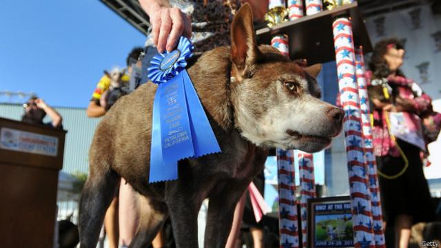 Quasi Modo, ganador del concurso al perro más feo del mundo, que se celebra todos los años en California