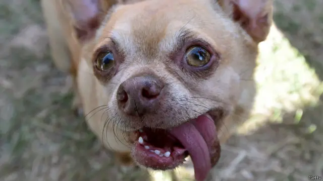 cara de perro malo
