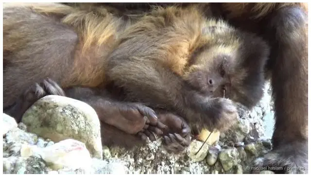 monyet capuchin
