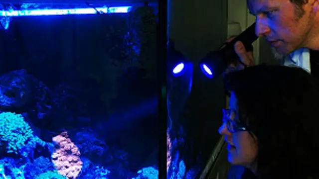 Investigación sobre corales fluorescentes de aguas profundas