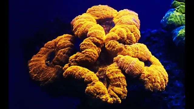 Coral