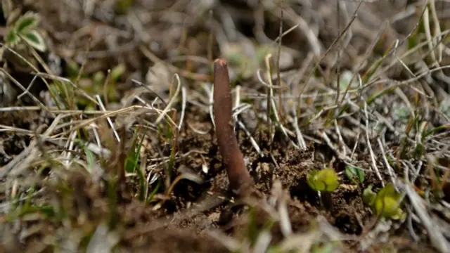 आधा वनस्पति र आधा जीव मानिने यो जडिबुटी समद्र सतहबाट ३८ सय मीटरदेखि ४८ सय मीटरसम्मको उचाइमा पाइन्छ।