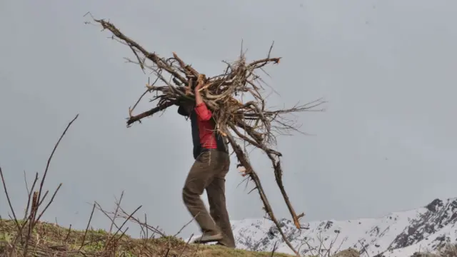 यार्सागुम्बा टिप्न जाँदा धेरैलाई त व्यापारीहरुले पहिल्यै रकम दिएर समेत पठाउने गर्छन्।