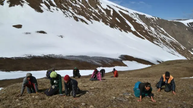 हिमाली जिल्लाका कैयौं मानिस आफ्ना वार्षिक घर खर्चका लागि यार्सागुम्बाको आम्दानीमा भर पर्छन्।
